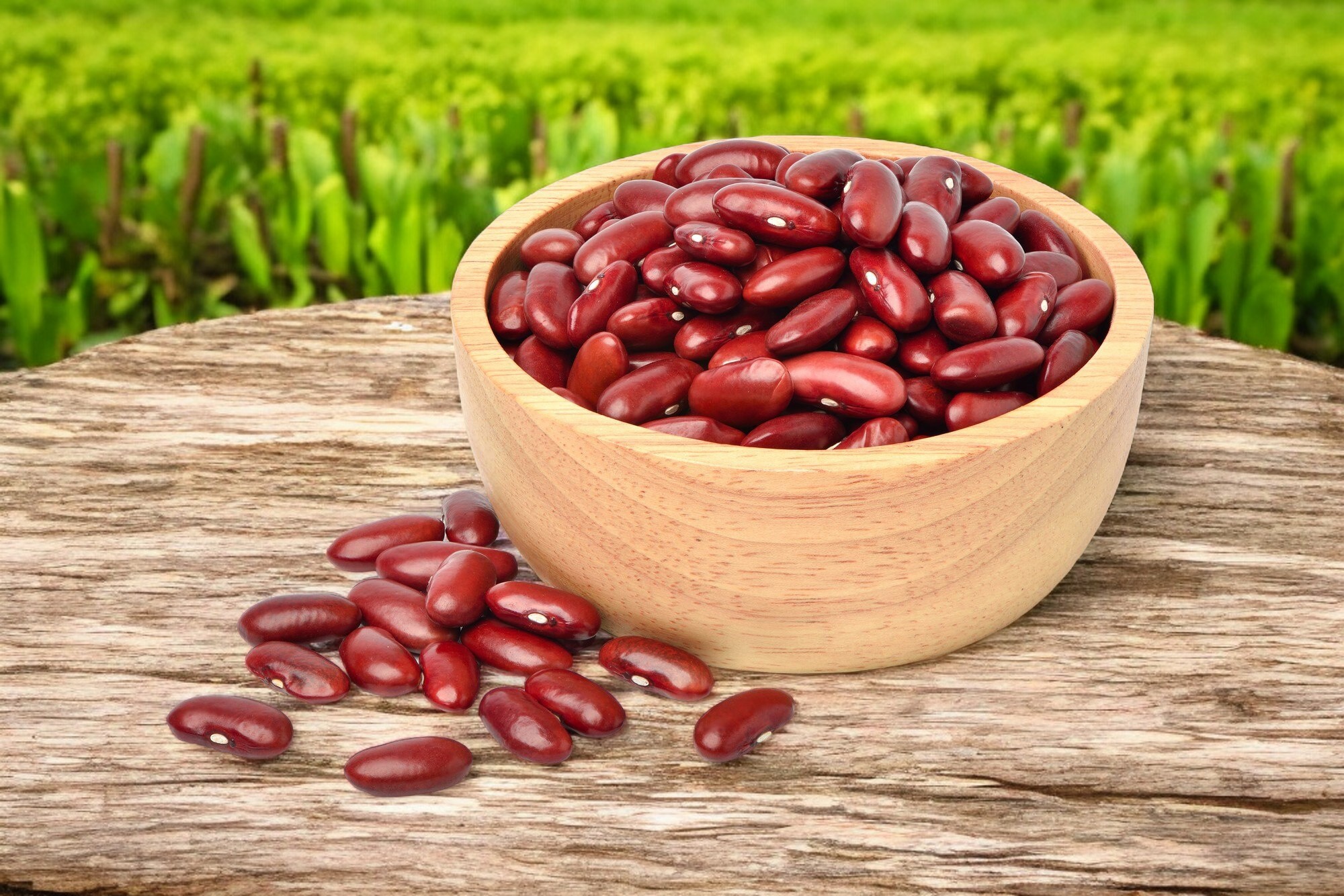 Close-up of raw Rajma (kidney beans), highlighting their deep red color and smooth, oval shape, ideal for nutritious curries and stews.